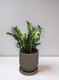 ZAMIOCULCAS