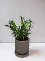 ZAMIOCULCAS