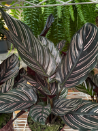 CALATHEA ORNATA