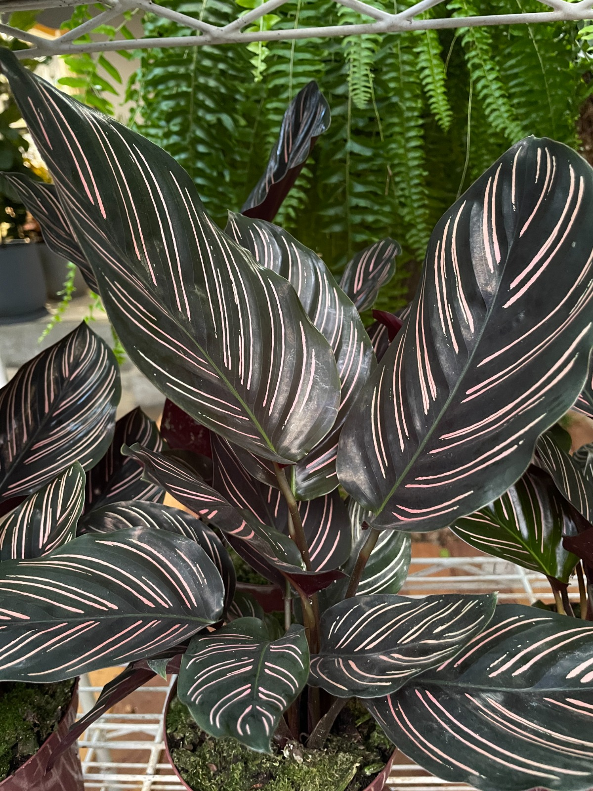 CALATHEA ORNATA
