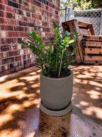 ZAMIOCULCAS