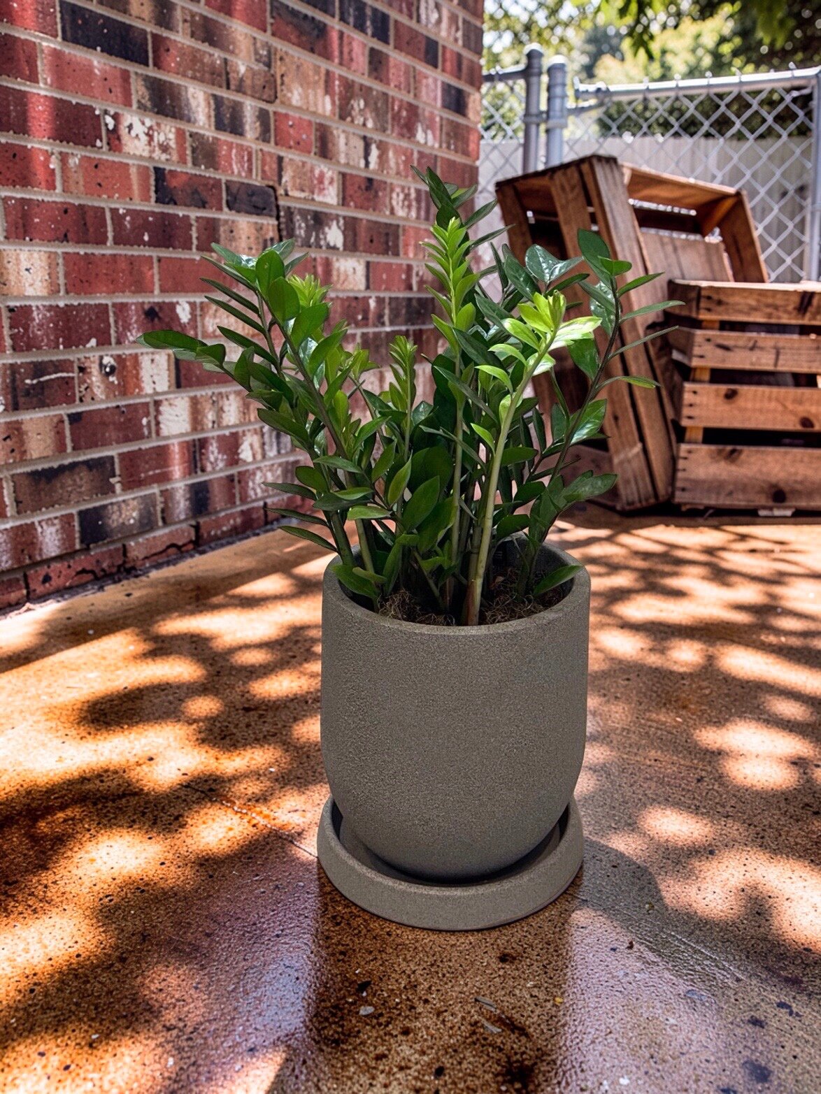 ZAMIOCULCAS