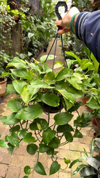 JIBOIA VERDE