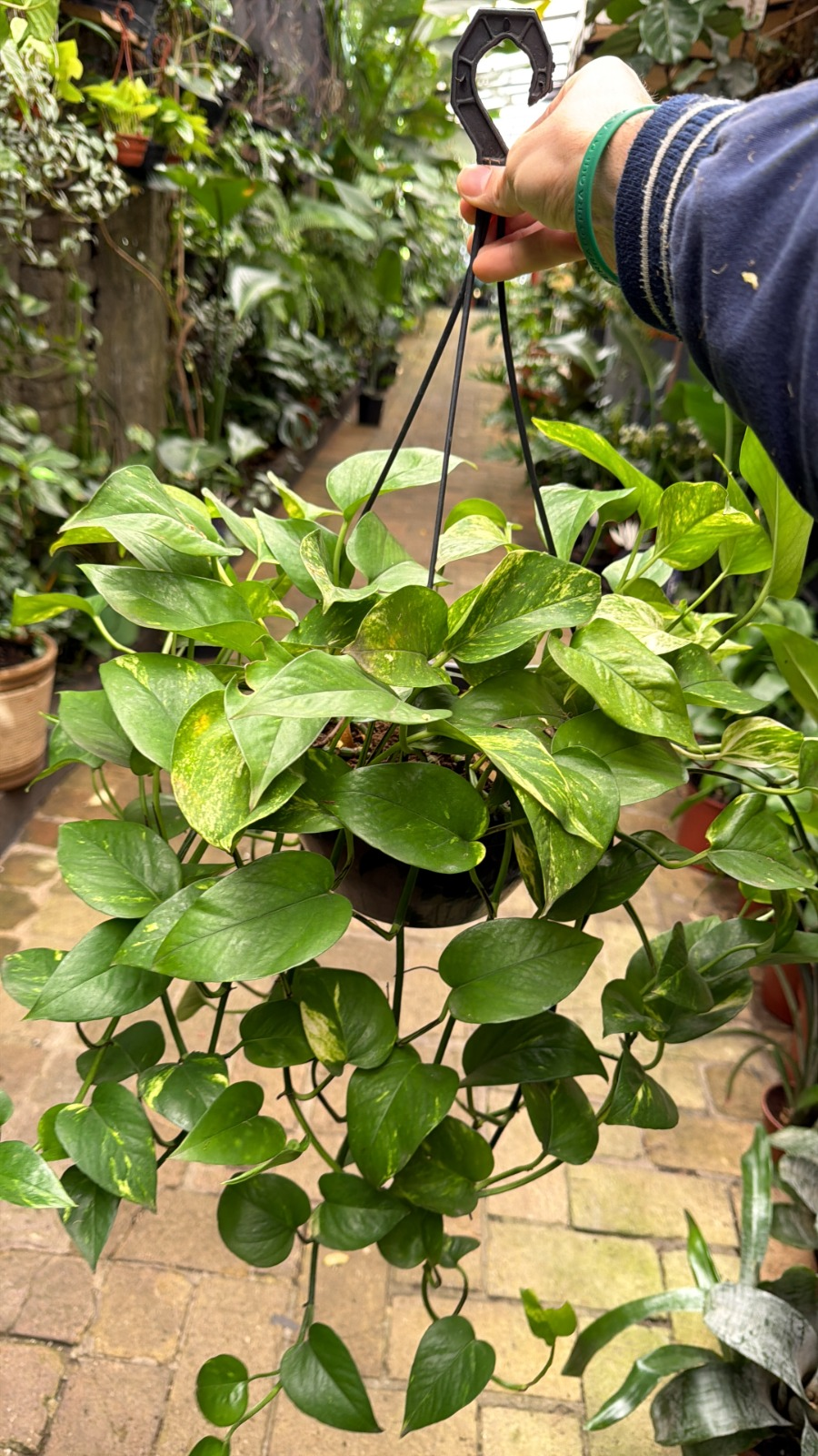 JIBOIA VERDE