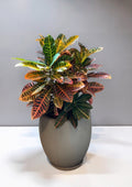CROTON HIBRIDO PETRA
