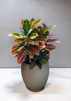 CROTON HIBRIDO PETRA