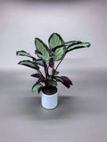 CALATHEA SATURNO