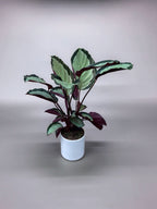 CALATHEA SATURNO