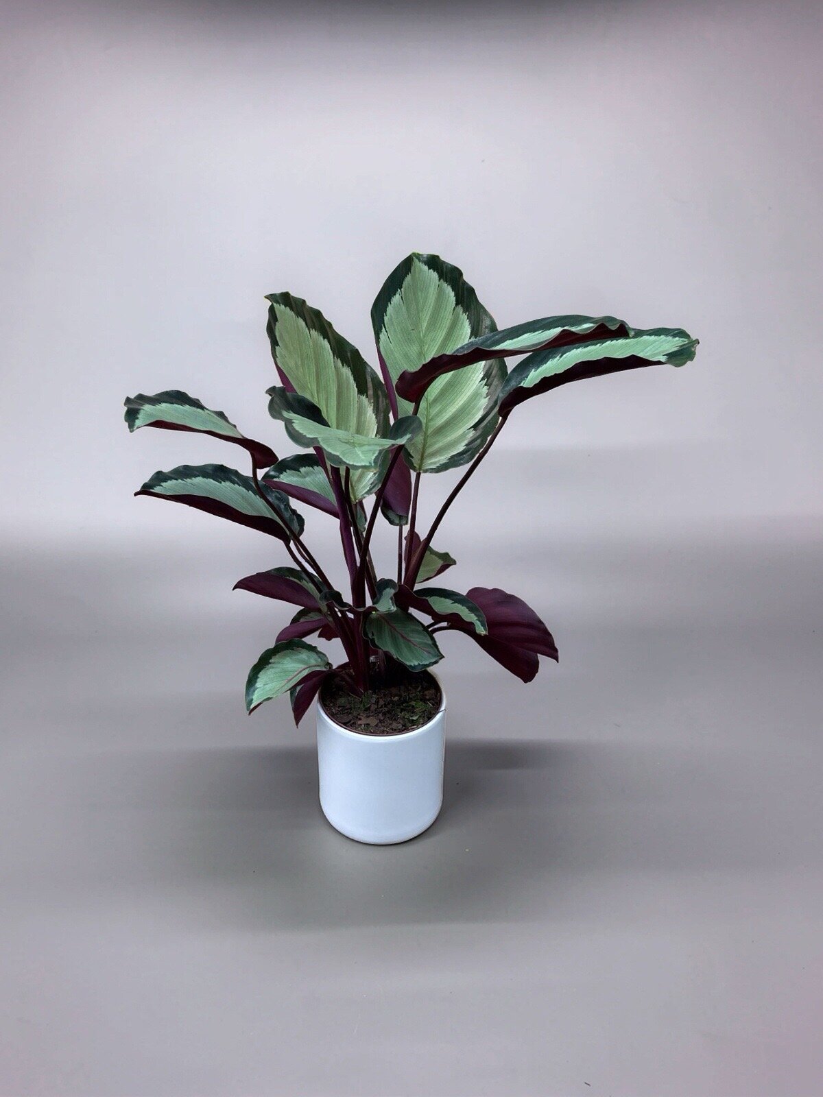 CALATHEA SATURNO