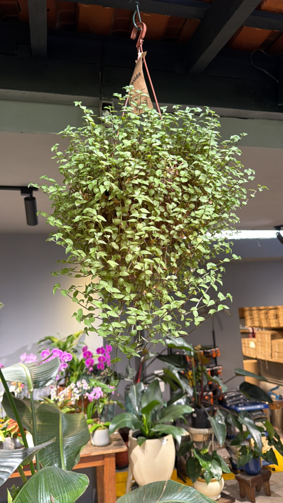 DINHEIRO-EM-PENCA (Callisia repens)