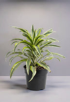 DRACENA