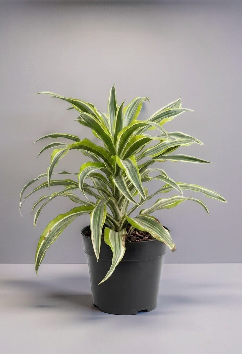 DRACENA