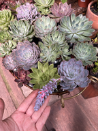 SUCULENTAS (Succulentae)