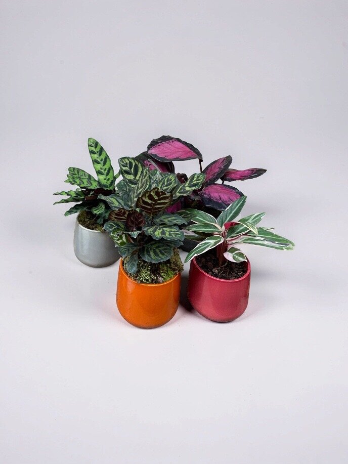 CALATHEA NO CACHEPOT BRETAGNE