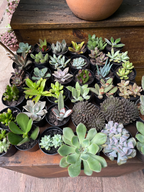 SUCULENTAS (Succulentae)