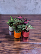 CALATHEA NO CACHEPOT BRETAGNE