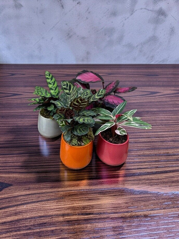 CALATHEA NO CACHEPOT BRETAGNE