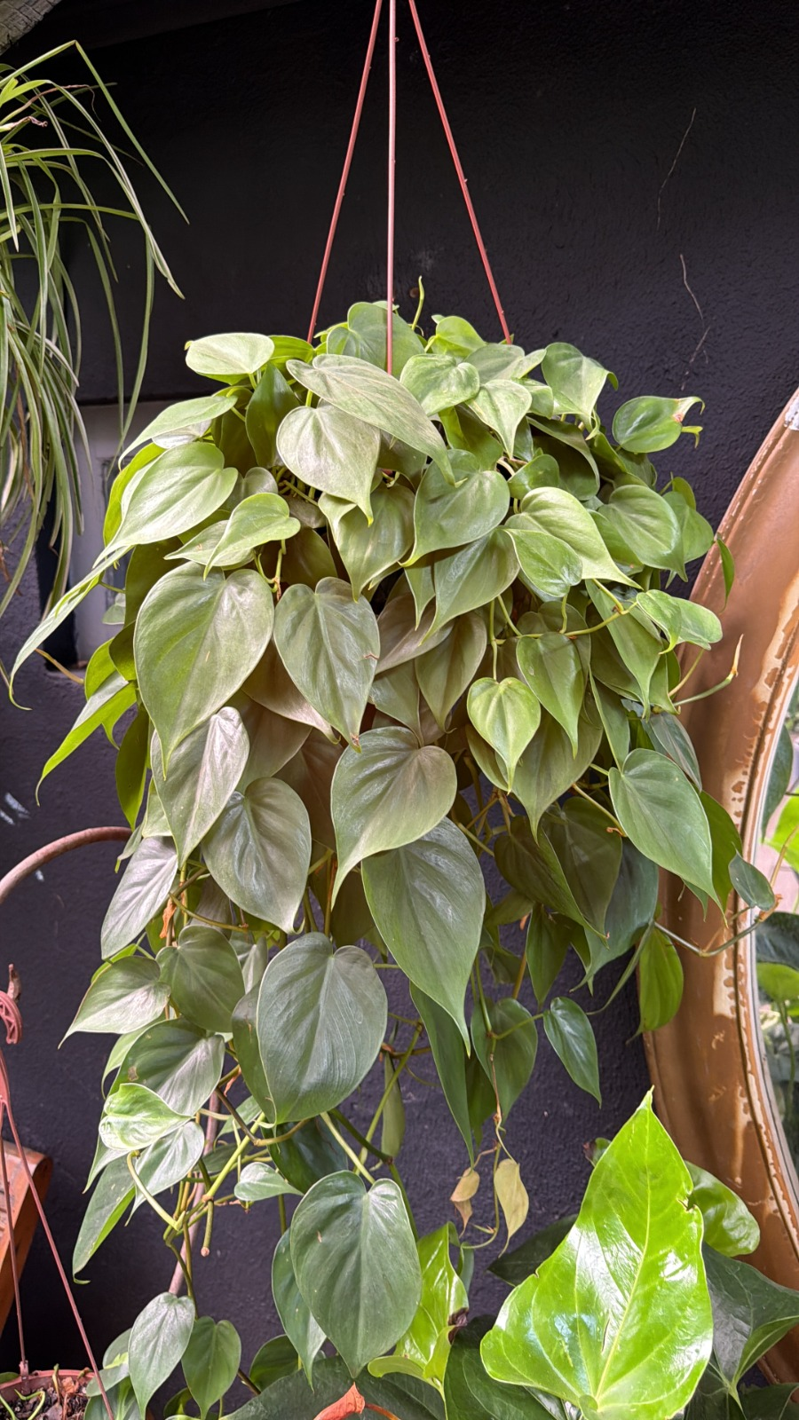 FILODENDRO SCANDENS
