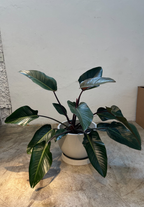 FILODENDRO RUBRO (Philodendron erubescens)
