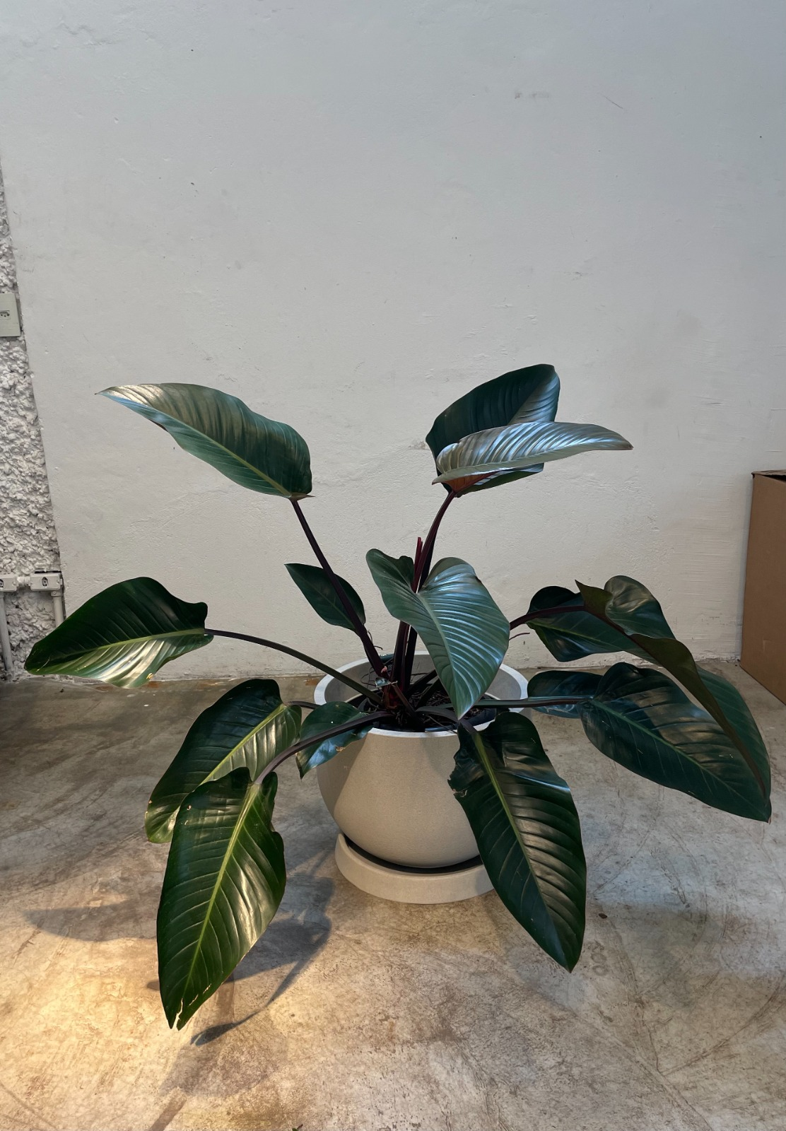FILODENDRO RUBRO (Philodendron erubescens)