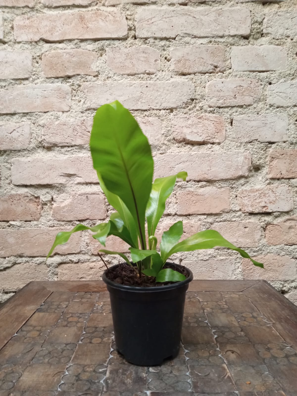 ASPLENIUM