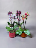 MINI ORQUÍDEA NO CACHEPOT BRETAGNE