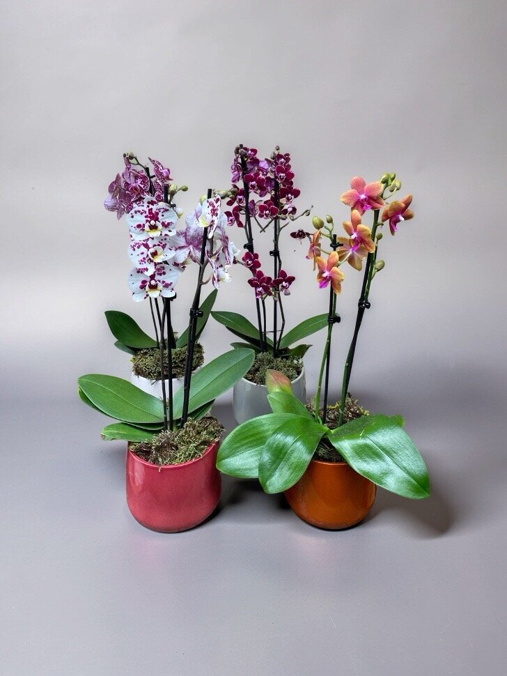 MINI ORQUÍDEA NO CACHEPOT BRETAGNE