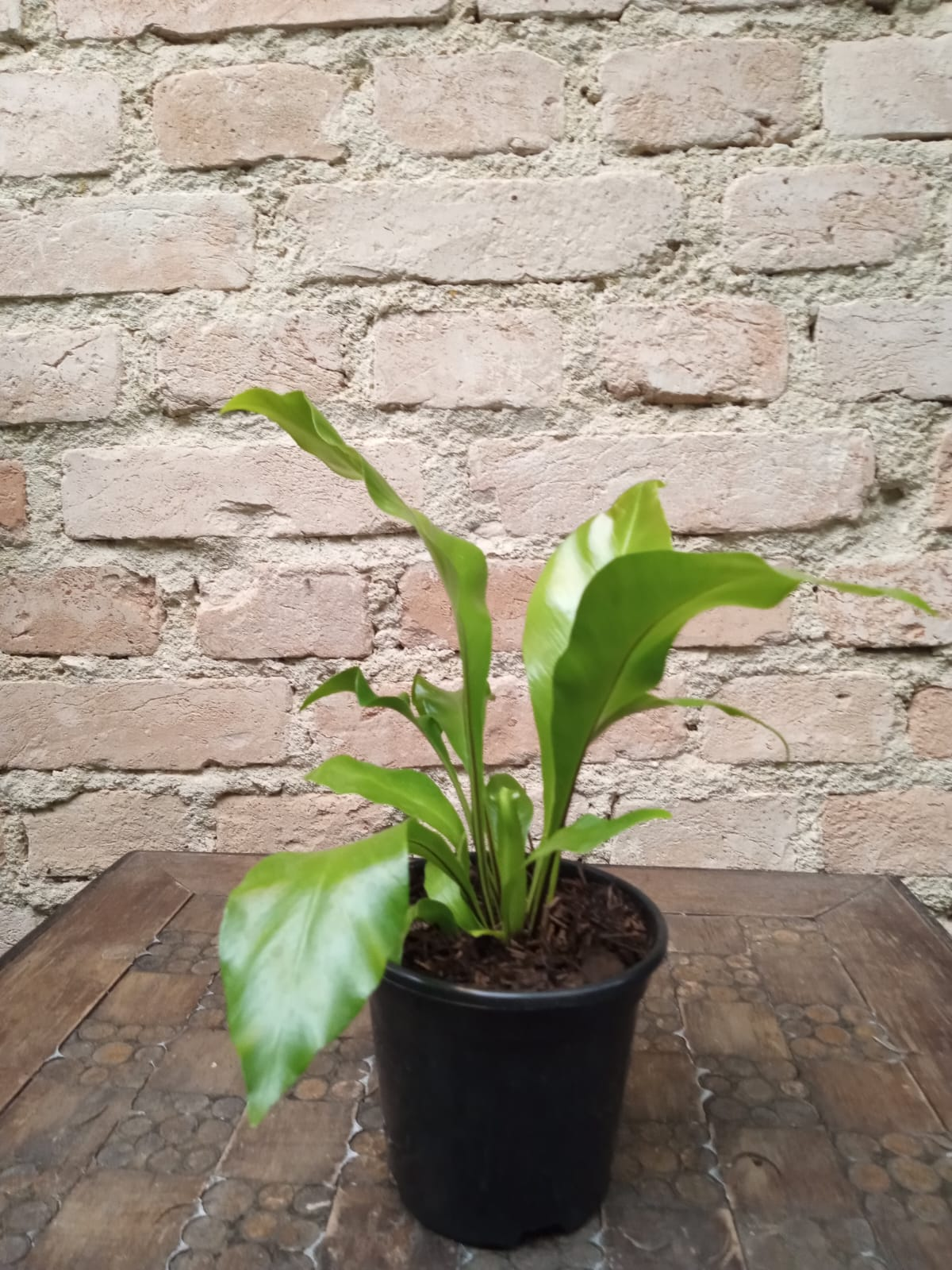 ASPLENIUM