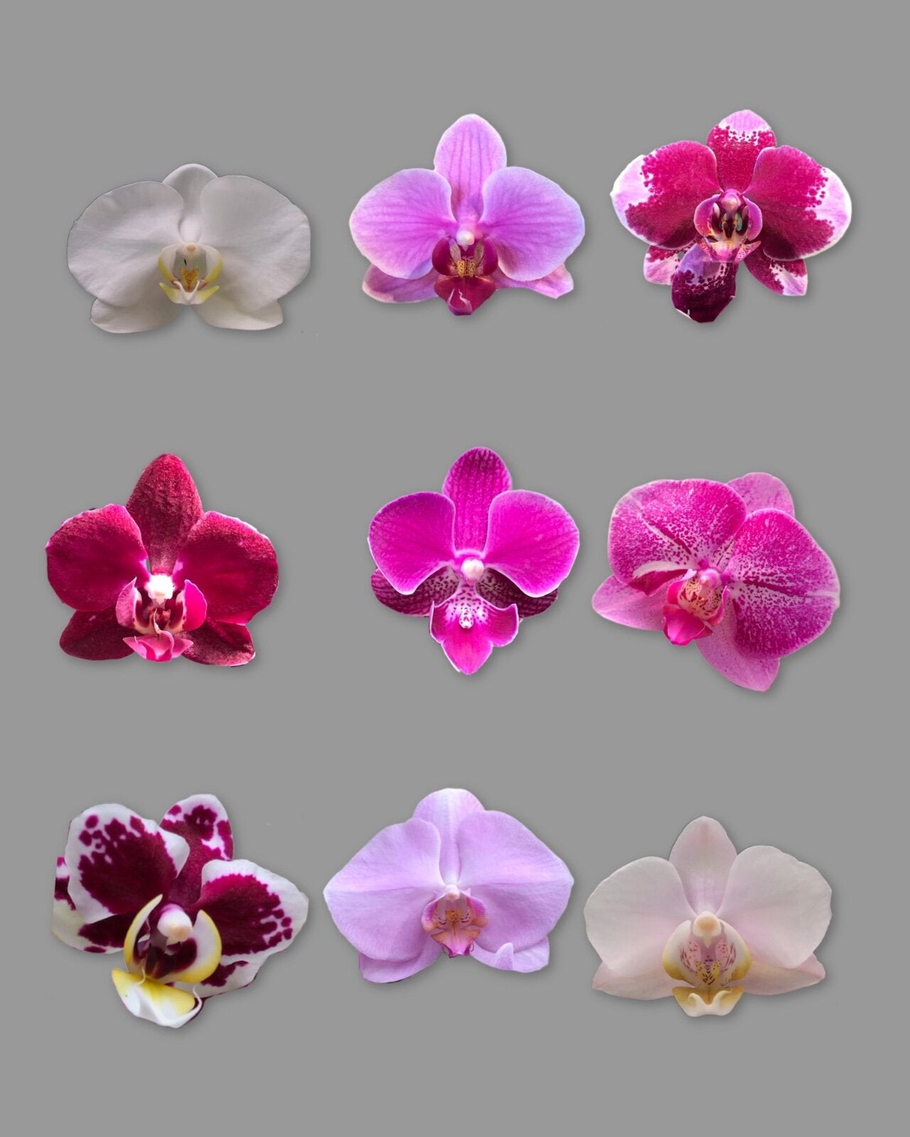 MINI ORQUÍDEA NO CACHEPOT BRETAGNE