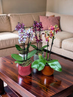 MINI ORQUÍDEA NO CACHEPOT BRETAGNE