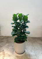 FICUS