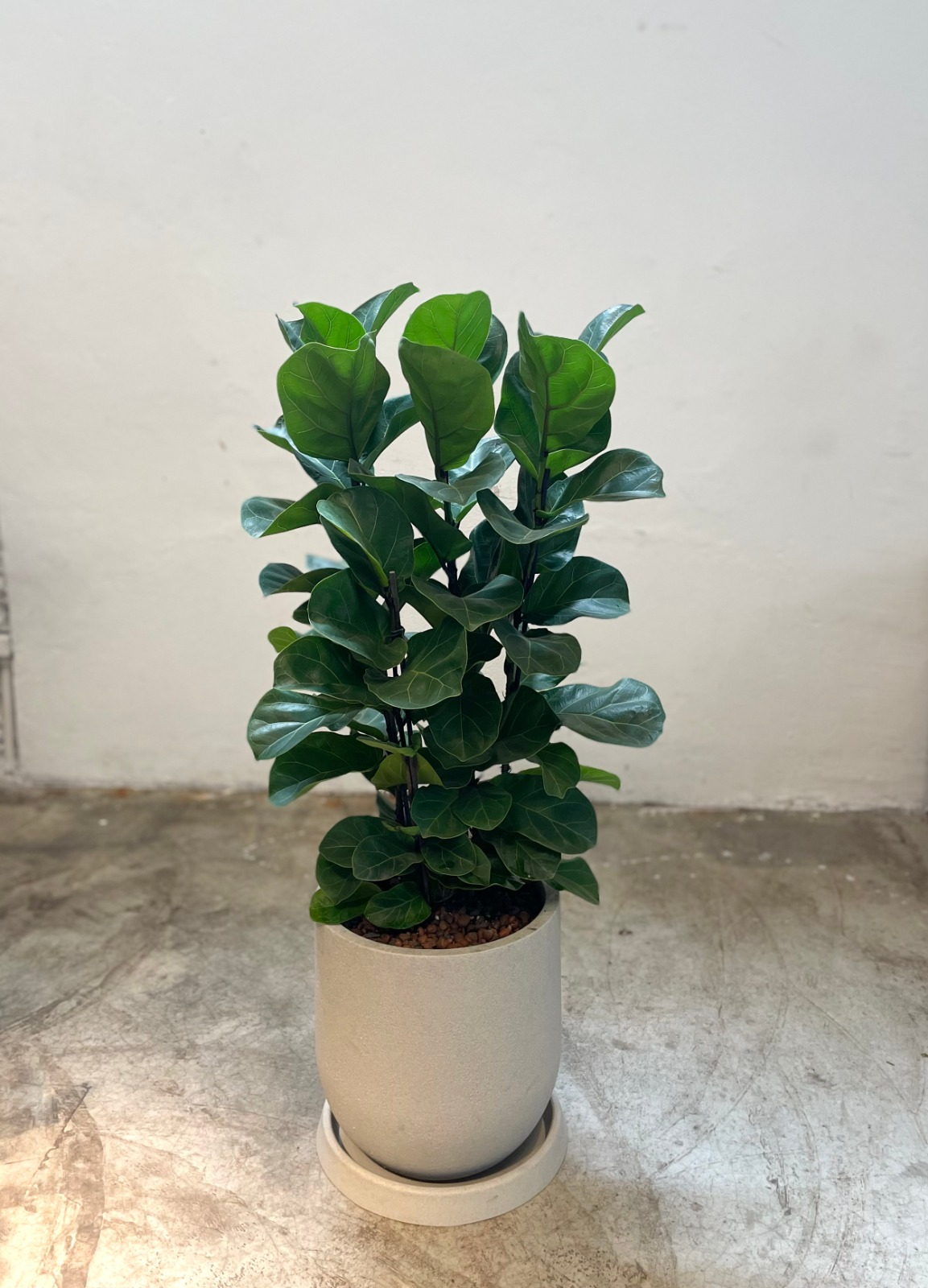 FICUS