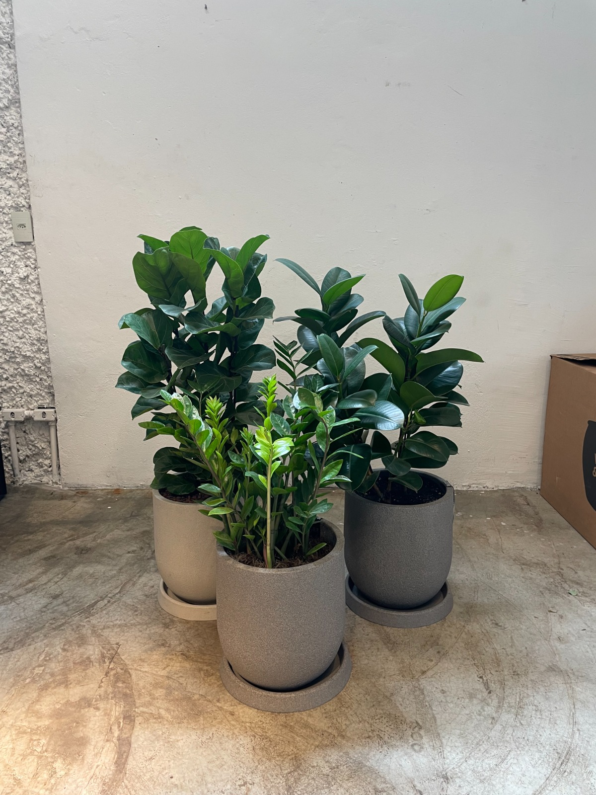 FICUS