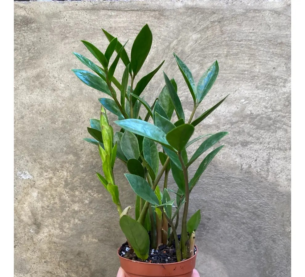 MINI ZAMIOCULCA