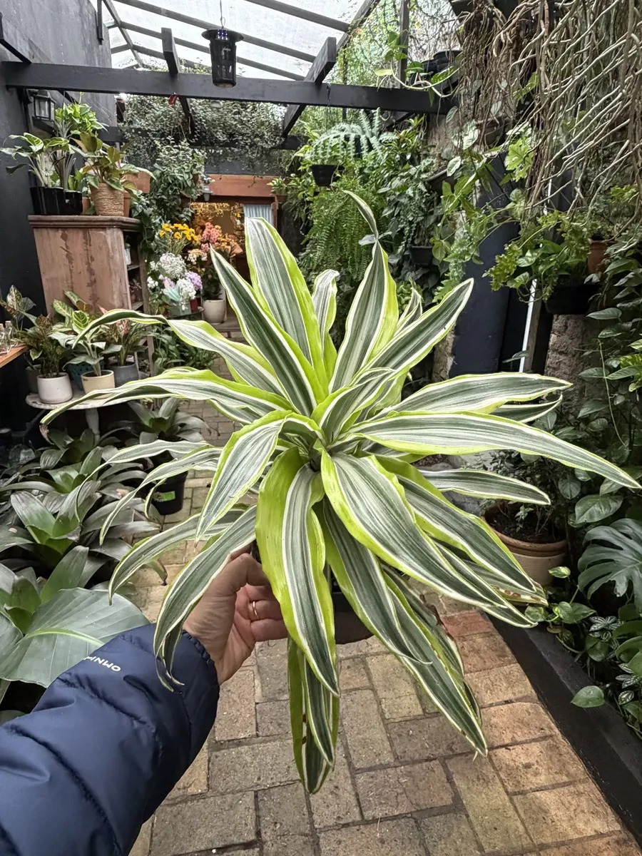 DRACENA