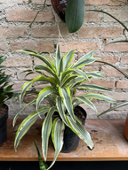 DRACENA
