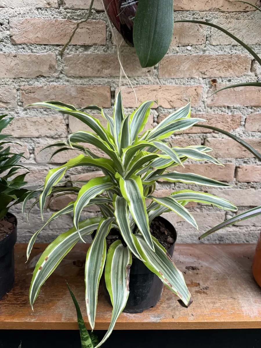 DRACENA