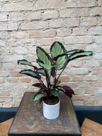 CALATHEA SATURNO