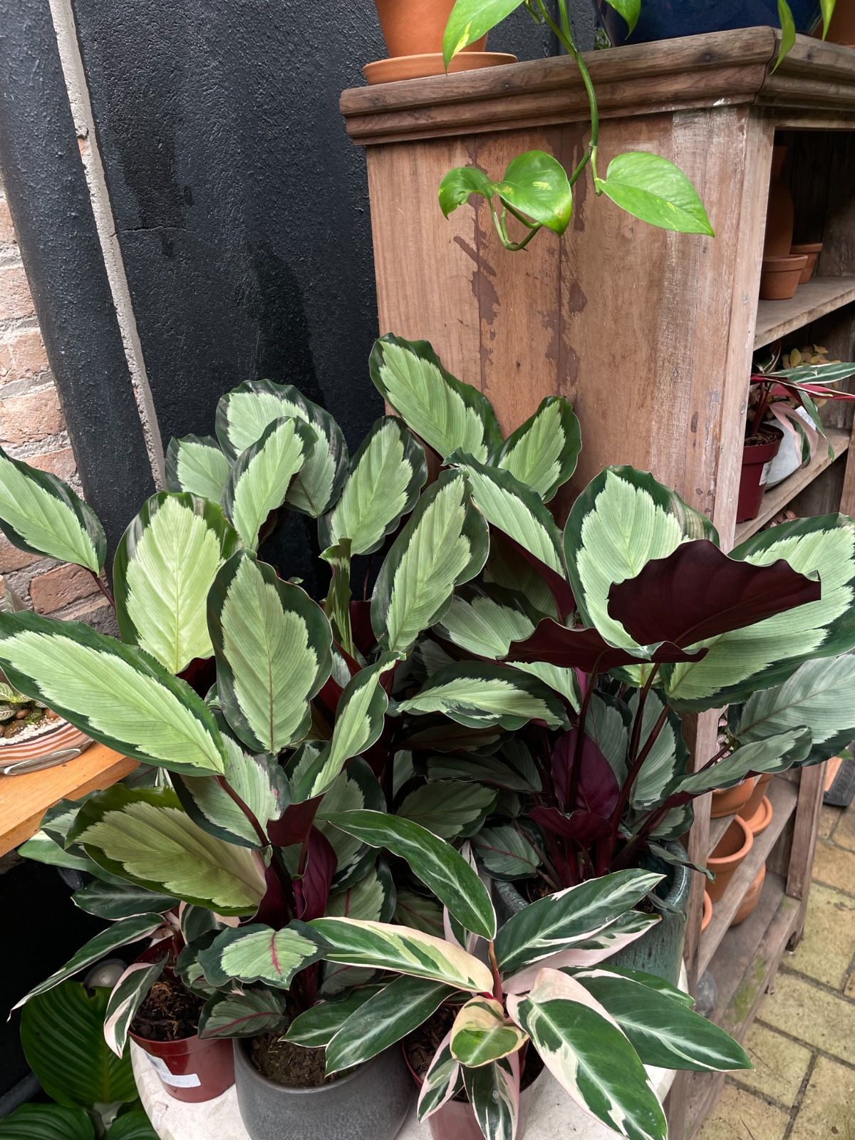 CALATHEA SATURNO