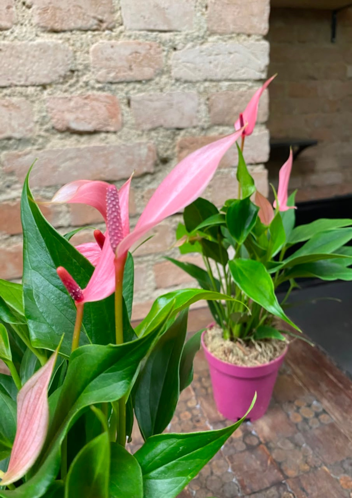 ANTHURIUM LILLI