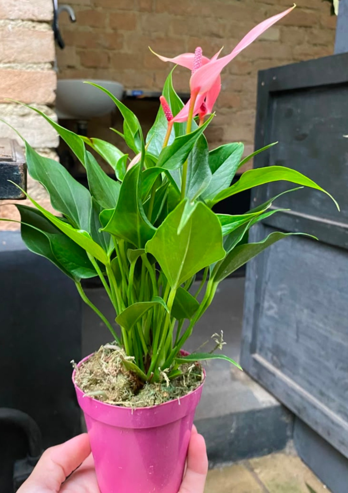 ANTHURIUM LILLI