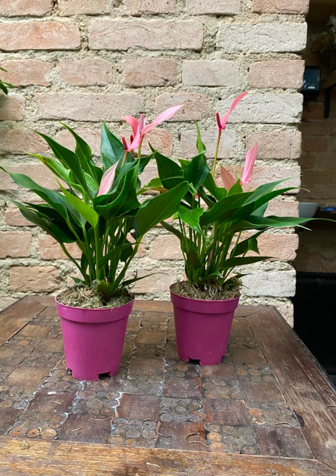 ANTHURIUM LILLI