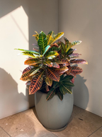 CROTON HIBRIDO PETRA