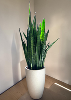 ESPADA S. JORGE - SANSEVIERIA ZEYLANICA