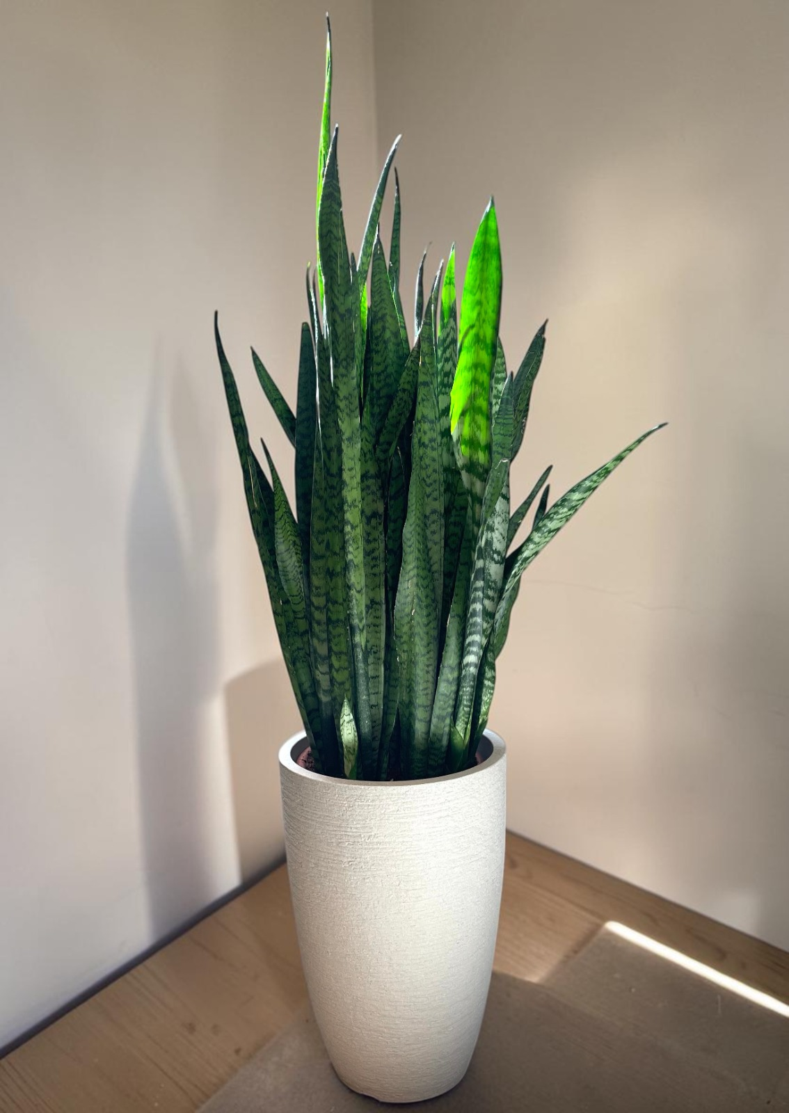 ESPADA S. JORGE - SANSEVIERIA ZEYLANICA