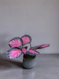 CALATHEA ROSEA