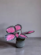 CALATHEA ROSEA