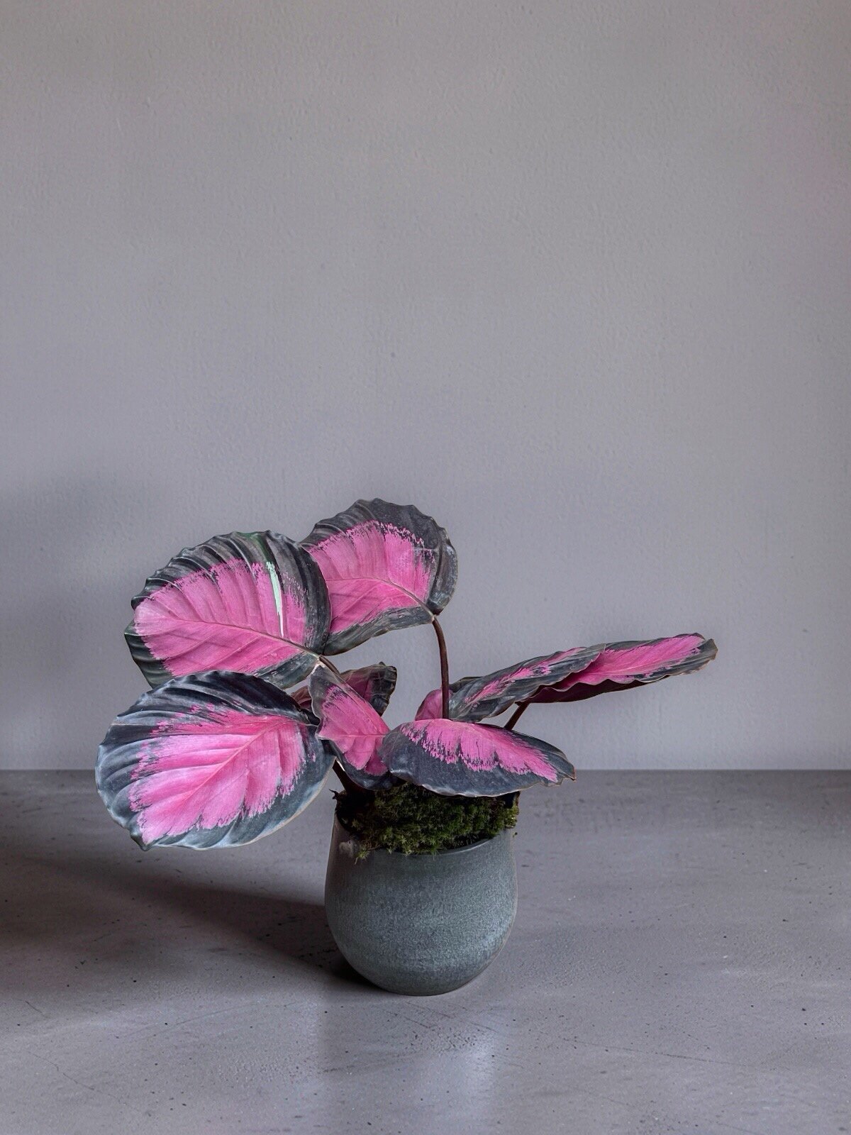 CALATHEA ROSEA