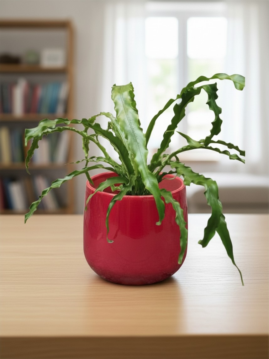 VASO BRETAGNE ROSA