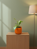 VASO BRETAGNE COGNAC